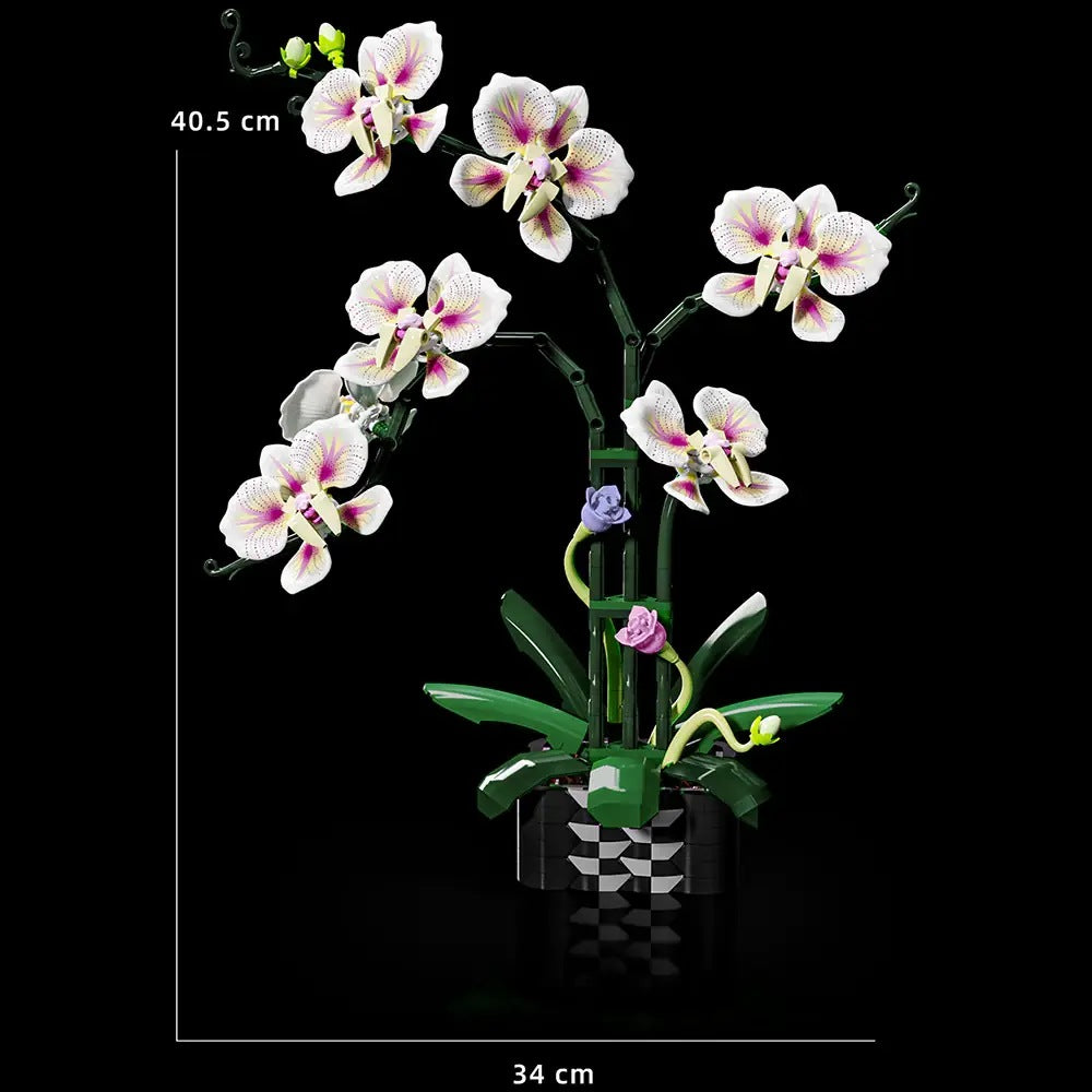Qidai Cymbidium Orchid – MJI 13113 botanical building set – size diagram of the assembled model (40.5 x 24 cm)